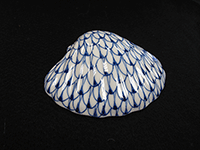 Porcelain-Seashell